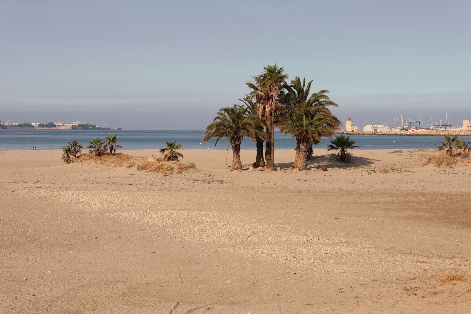 Palms along a marina on the Costa del Sol