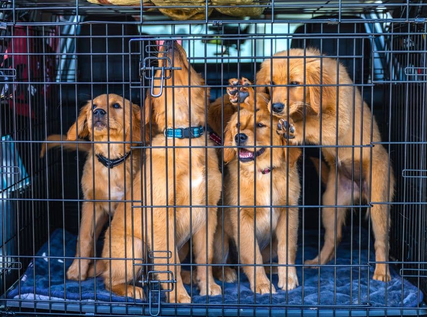 Pets Abroad UK — Gallery