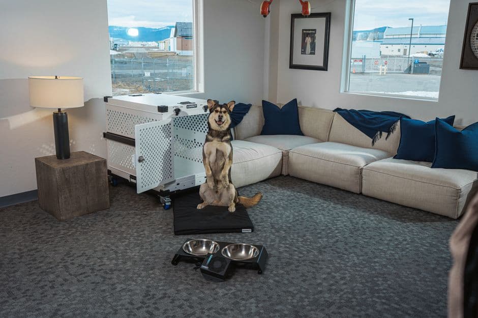 All Pets Travel — Gallery