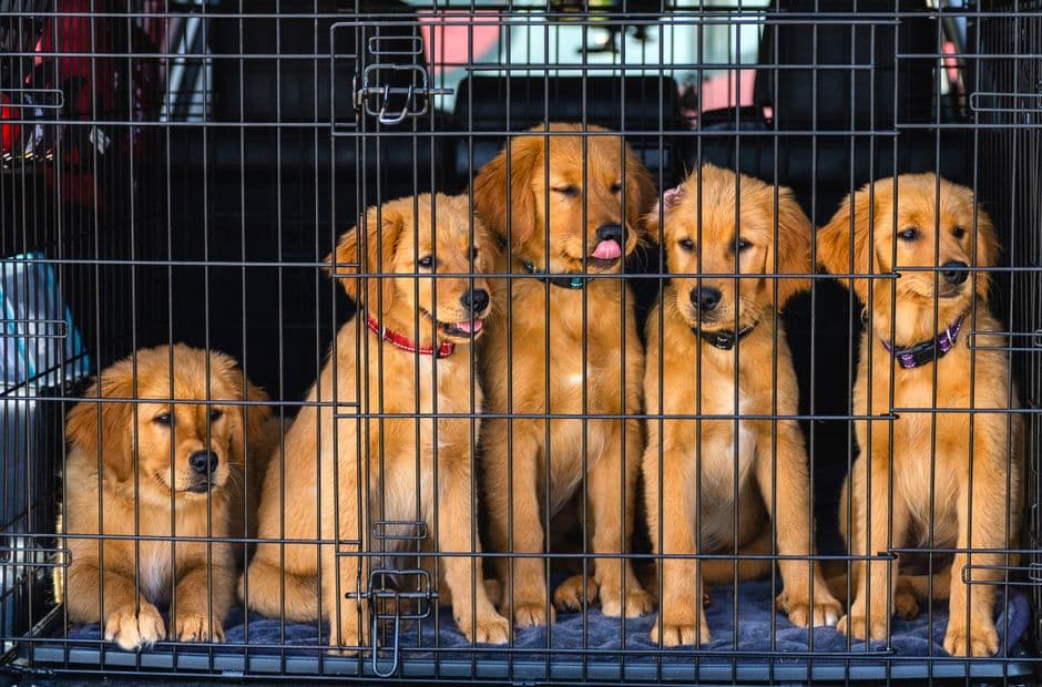 European Pet Transport — Gallery