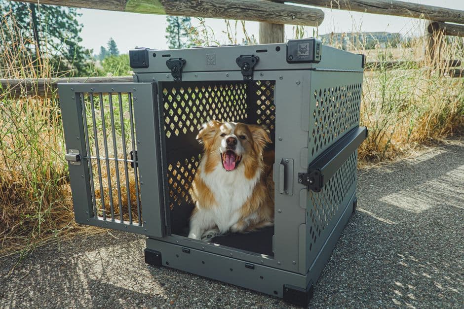 Transfur Animals — Pet relocation