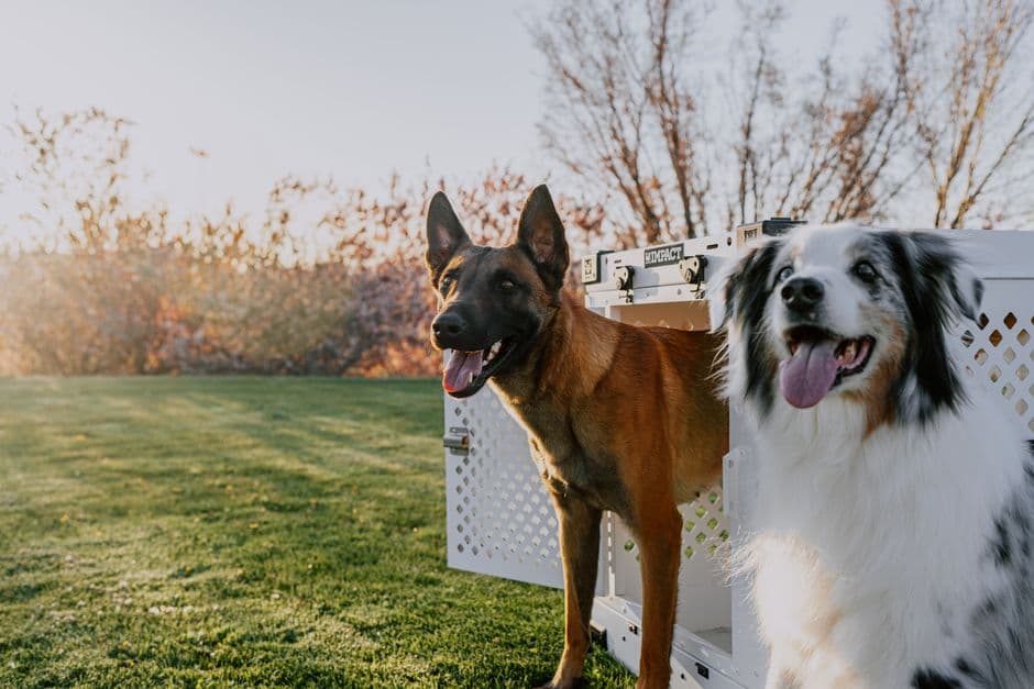 Animalcouriers — Gallery