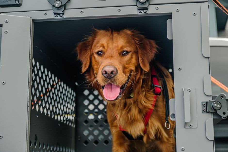 Animalcouriers — Gallery