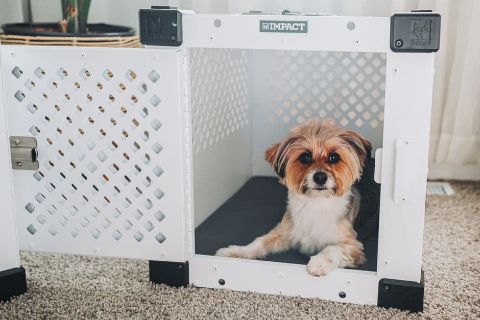All Pets Travel — Gallery