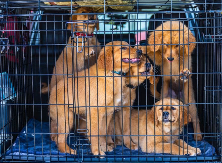European Pet Transport — Gallery