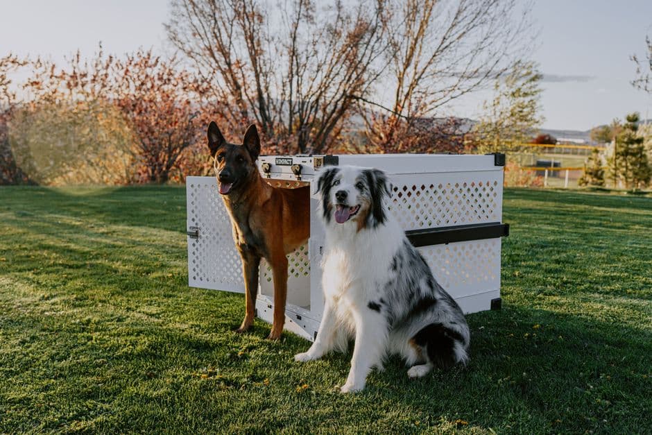 Animalcouriers — Gallery