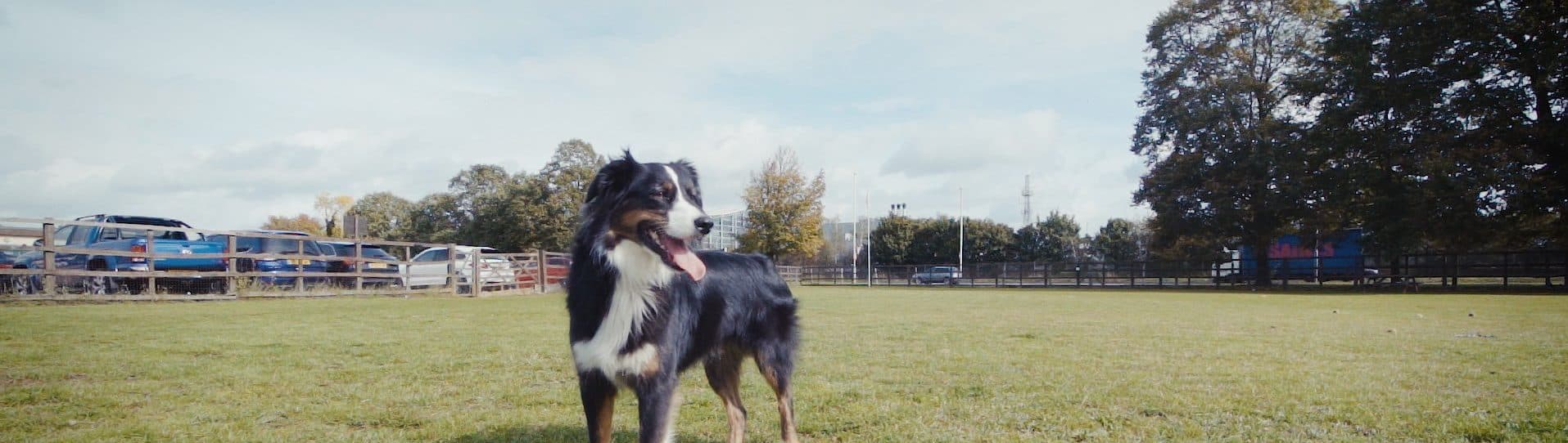 Airpets (Heathrow) — Pet relocation