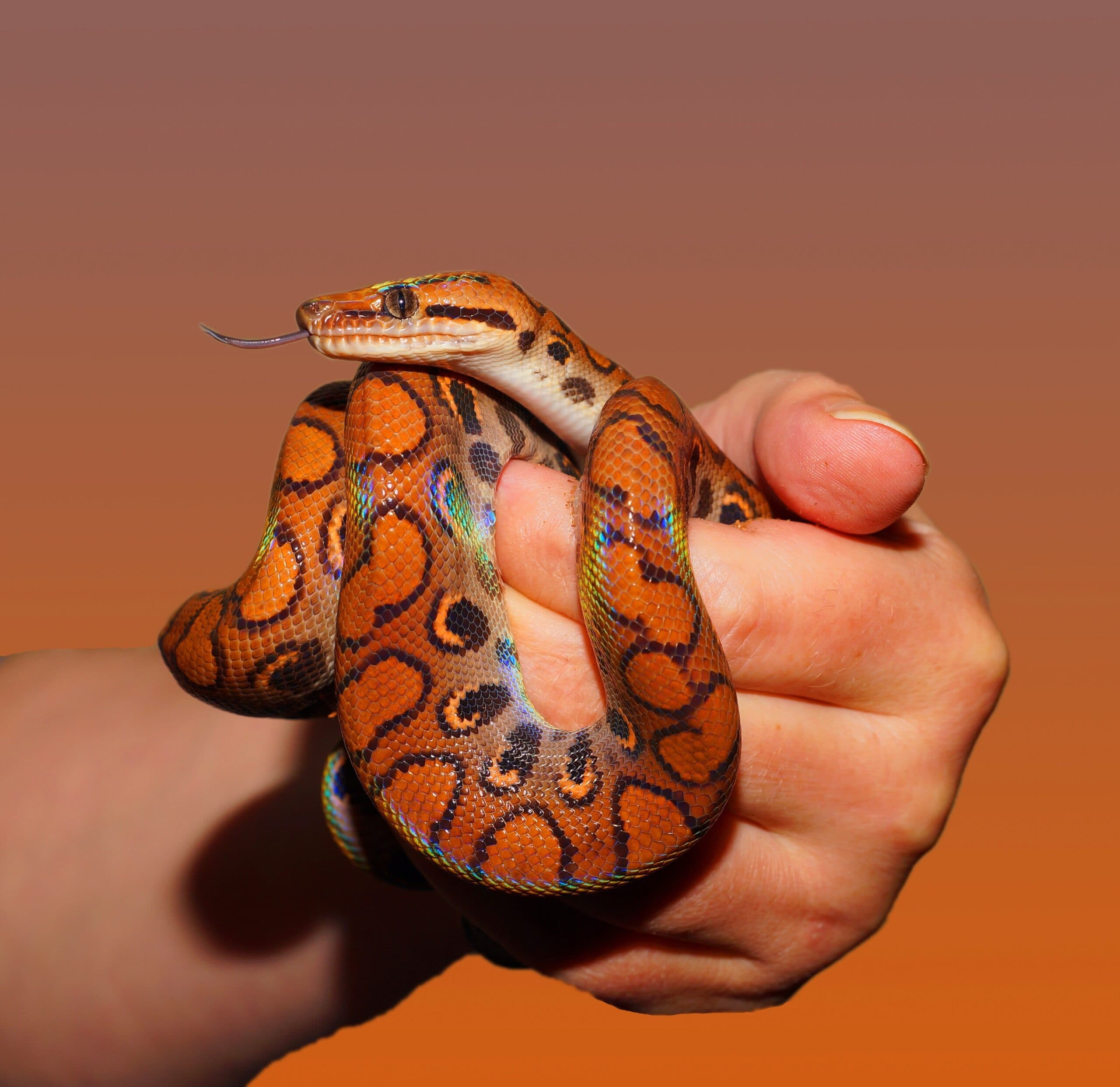 PBS Pet Travel — Gallery